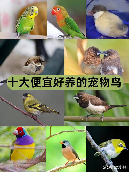 养宠物鸟好处多，注意健康风险！（宠物鸟品种图片大全）