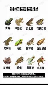 美味与保护的使命（有一种青蛙叫石什么）
