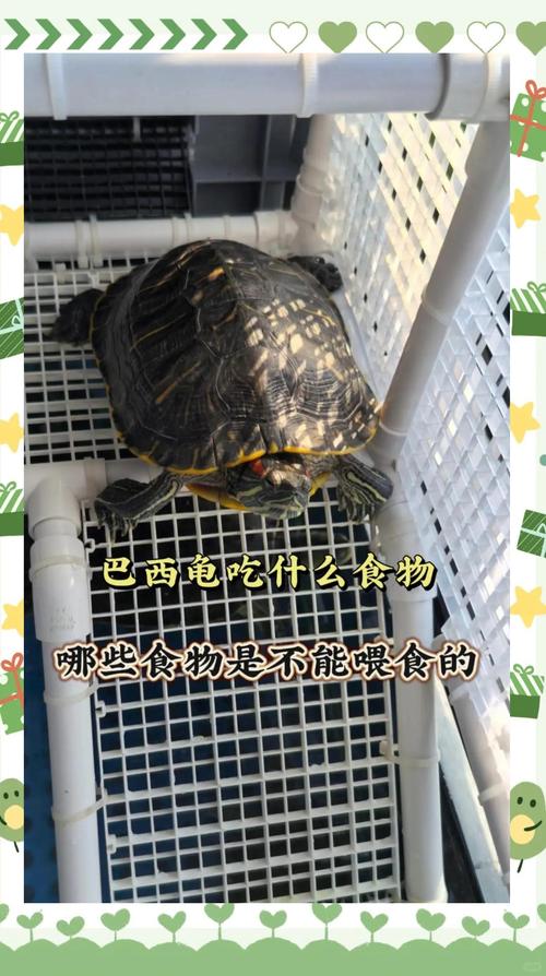 乌龟吃菜吗？陆龟爱青菜（吃菜的乌龟有哪些品种）