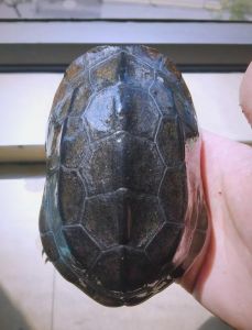 新手易养，品种多样（草乌龟壳子图片）