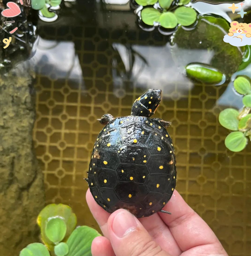 谁最懂你？（互动好的龟有哪些）