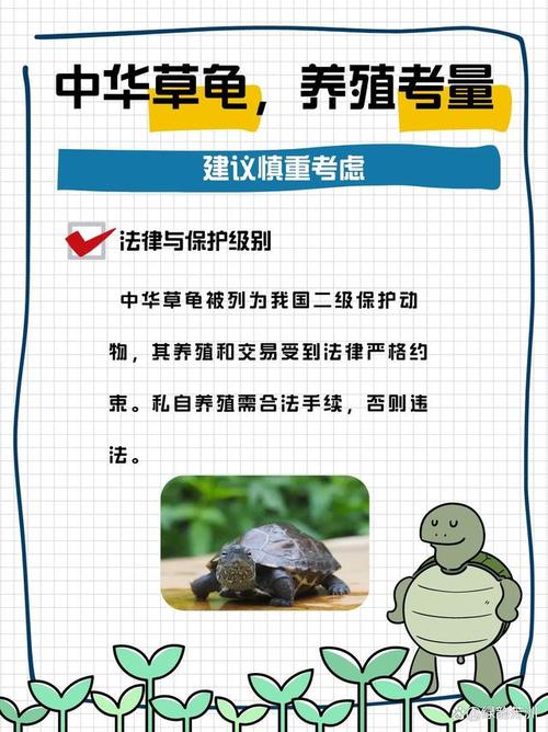 养龟招穷？那是迷信，科学养龟才快乐！（为何说家庭养乌龟禁忌养龟穷三代）