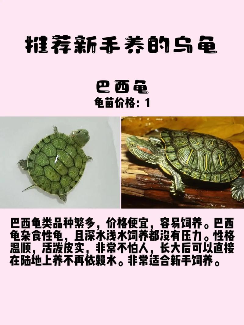 巴西龟地图龟混养有风险，需足够空间食物及耐心（巴西龟和地图龟能不能一起养）