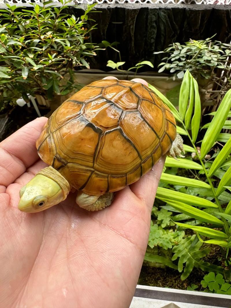十种高颜值宠物龟推荐（什么小乌龟长得好看）