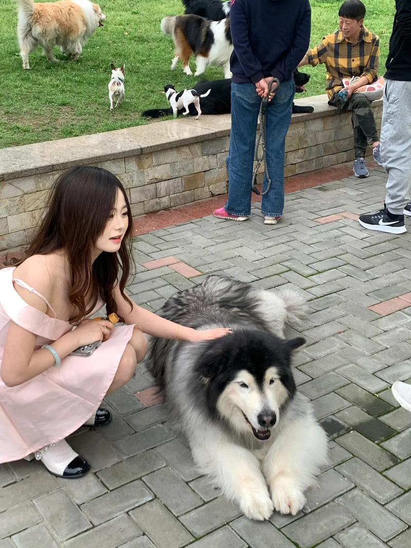 代宏静与狗狗的深度沟通之道（美女宠物犬训练庄园）