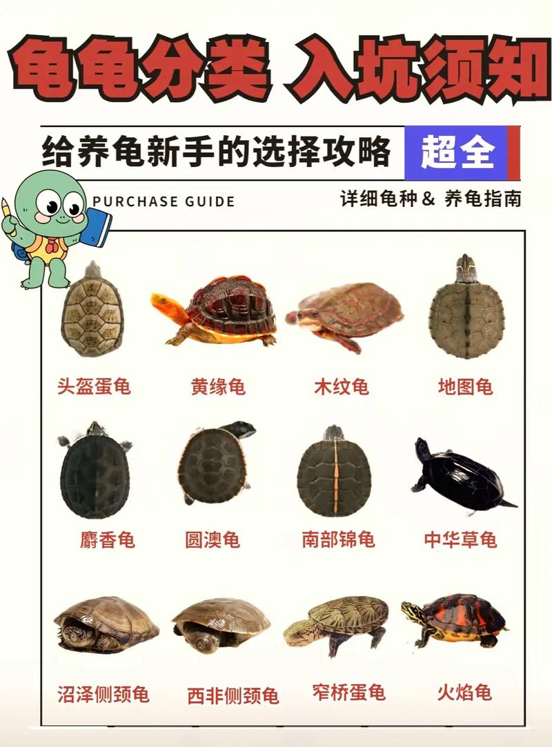 养龟选对品种很重要，黄喉拟水龟麝香龟等都适合养（什么龟互动性强又好养）