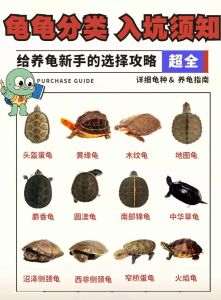 科学养龟防损失，别信穷三代迷信（家庭养乌龟禁忌养龟穷三代）