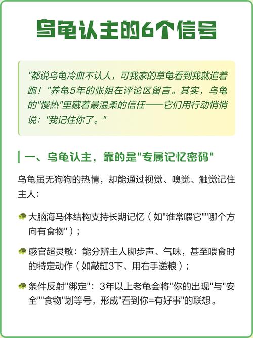 乌龟认主人靠气味声音，慢热需耐心陪伴（乌龟养久了会认主人吗）