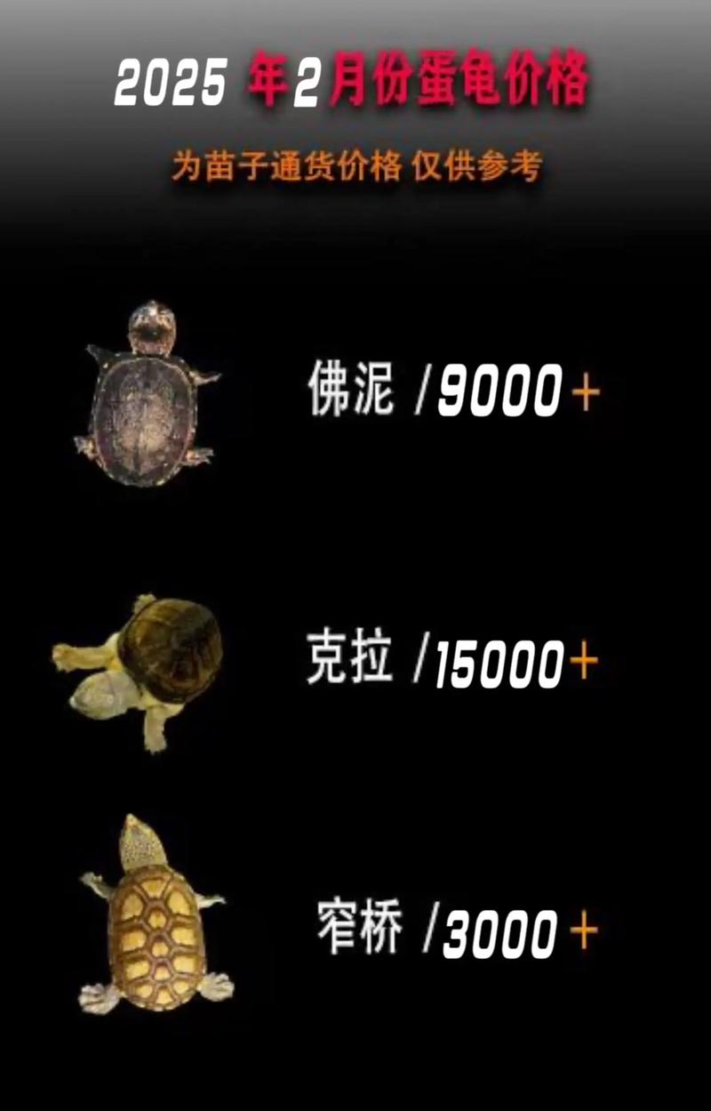 2025宠物龟市回暖，高价需警惕，理性投资避风险（未来几年宠物龟走势）