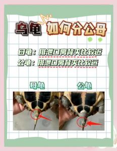 窄桥蛋龟公母分辨及饲养要点（窄桥蛋龟怎么分辨公母图解）