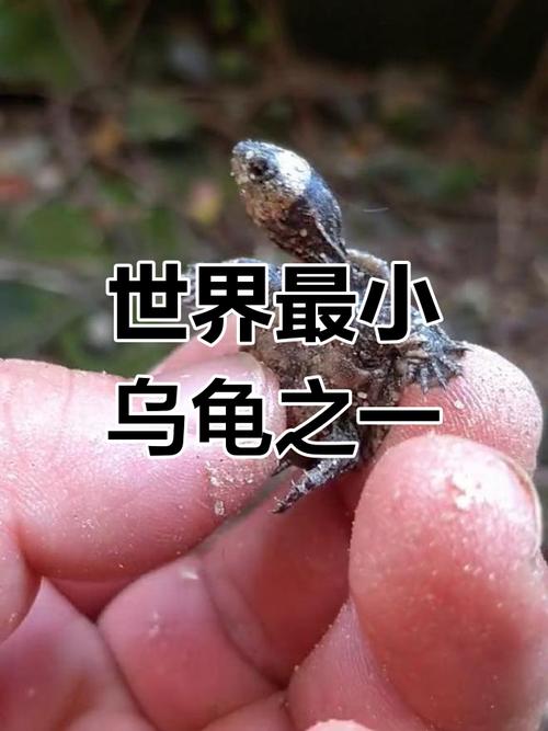smallest pet turtle Spotted Turtle care guide（最小的乌龟是什么品种）