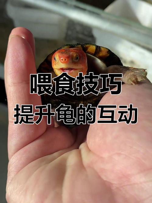 选好动乌龟互动，耐心陪伴健康好（如何与小乌龟互动）