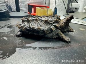海洋巨龟生存现状（鲕龟观赏是什么）