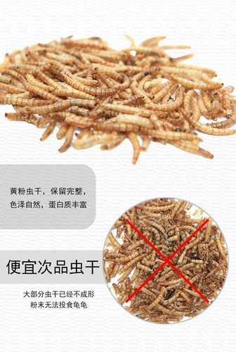 乌龟便便稀软？快查查健康！（乌龟拉屎很松散不成形）