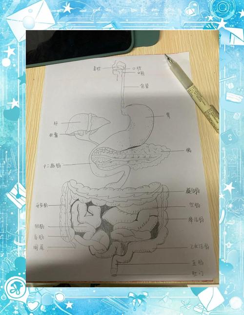 助教解剖实验，识器官心脏肾（蛙的消化系统结构图）