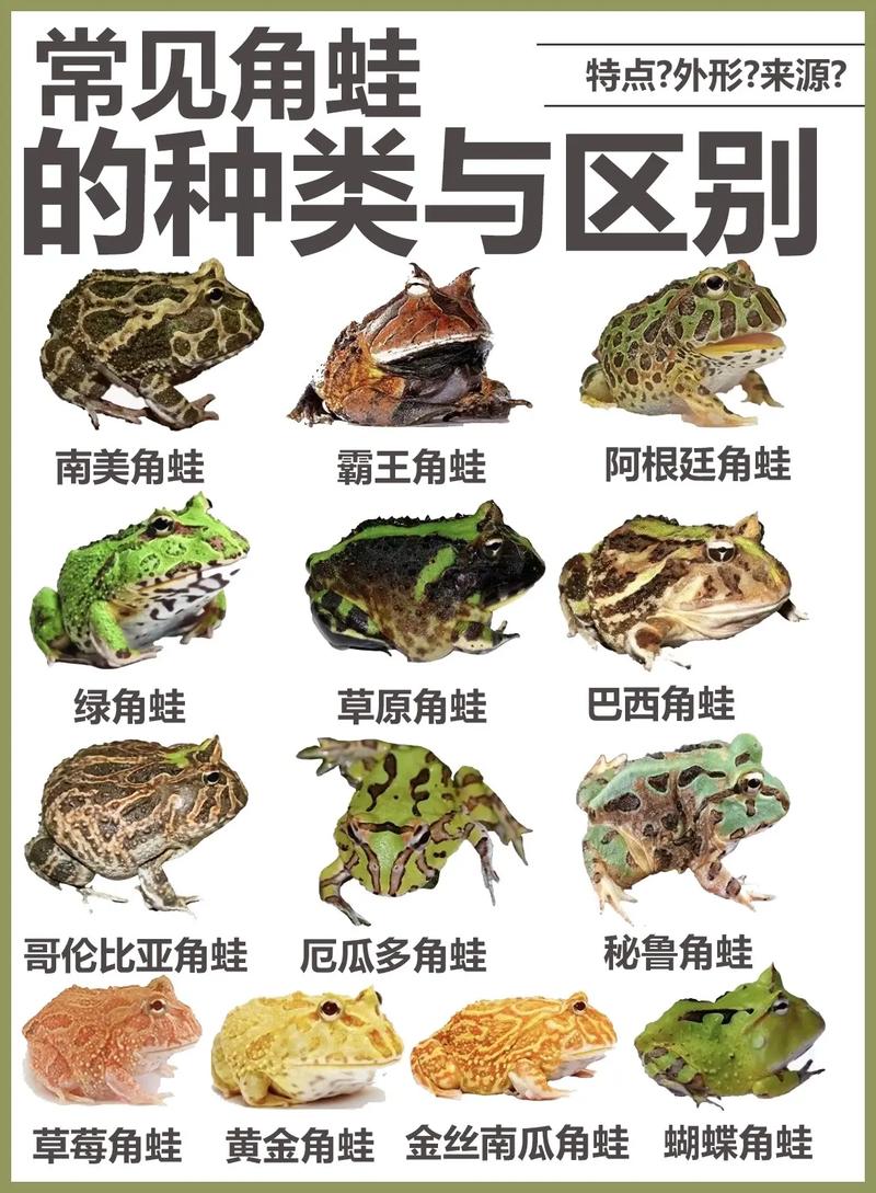 多彩易养，新手优选（宠物蛙的品种图片）