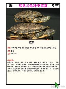 金钱龟鳄龟草龟等特色品种介绍（乌龟都有什么品种）