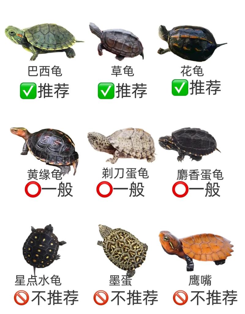新手慎选锦龟，养护难易看清楚（锦龟为什么不建议养）