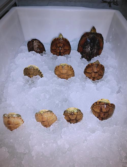 宽敞住处，温水，补光，增食！（宠物小乌龟冬天怎么养）