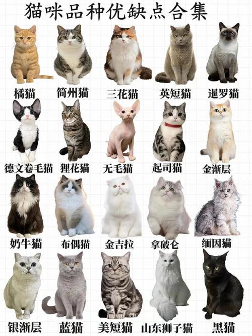 最受欢迎的10种宠物猫品种介绍（宠物猫的品种大全排行）