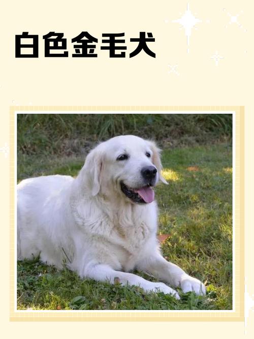 京巴到马尔济斯，养护必看（十大白色宠物狗品种）
