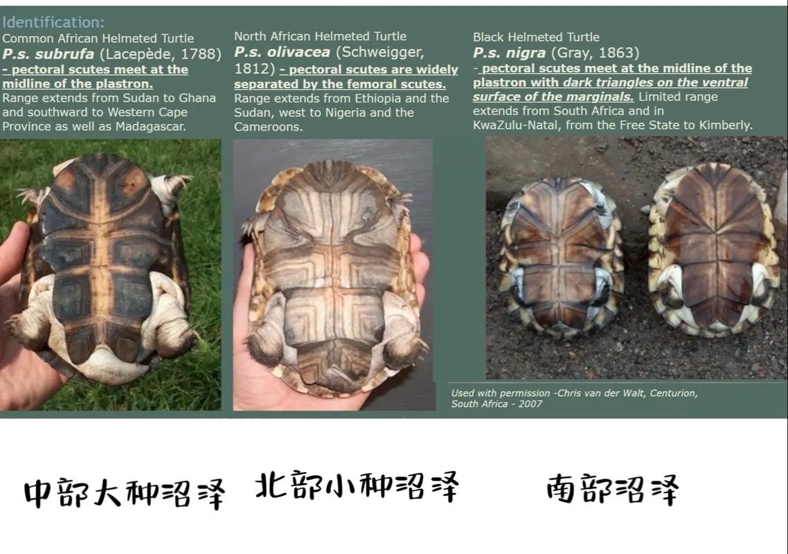 侧颈龟蛋营养价值高但风险大，食用需谨慎守法（侧颈龟的蛋人能吃吗）