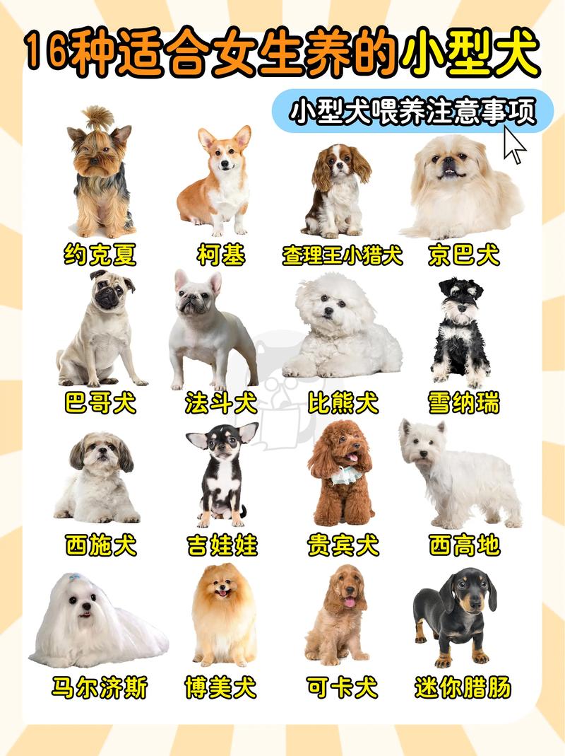 狗狗品种多，选对不踩坑！（宠物狗狗品种大全图）