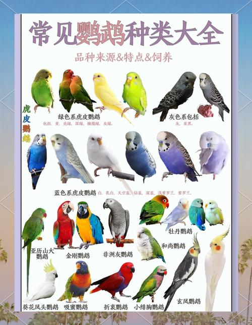 手续与养护须知（宠物鹦鹉有哪些品种）