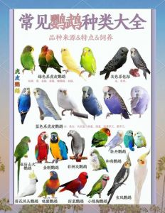 手续与养护须知（宠物鹦鹉有哪些品种）