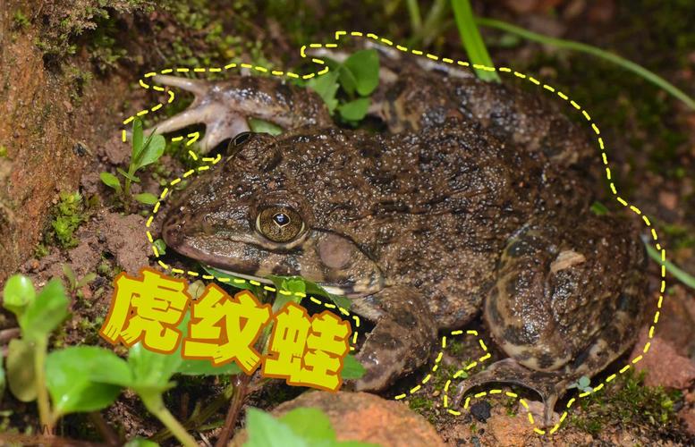 保护虎纹蛙，国家二级保护动物（虎纹蛙图片）