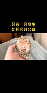 剃刀龟公母如何分？看体型尾巴泄殖孔！（剃刀龟怎么分公母图解）