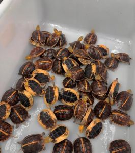养黄缘龟，水陆两栖环境好，饮食均衡，水质干净（黄缘龟养殖注意事项）