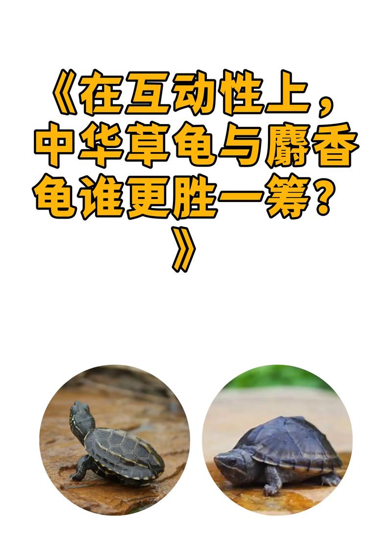 环境温度适宜，有晒台和藏身处，耐心喂食，互动建立感情（怎么跟龟龟互动）