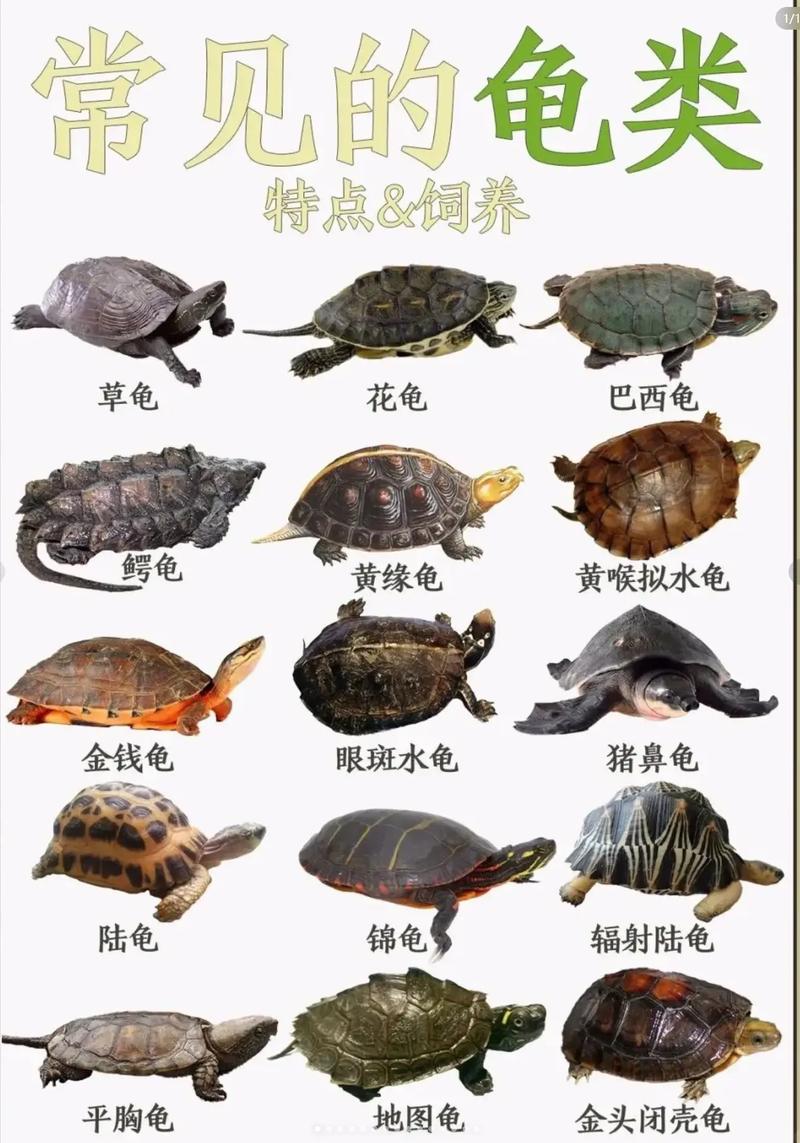 9种乌龟品种及饲养要点（乌龟的种类图片大全）