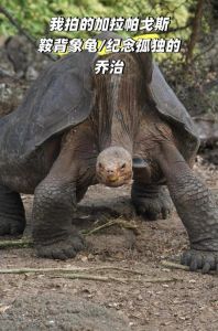 颜值高互动强的好养品种推荐（长大后好看的龟有哪些）