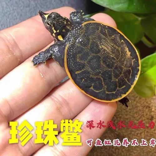 草龟深水斑点龟怎么养？（深水冷水龟有哪些）