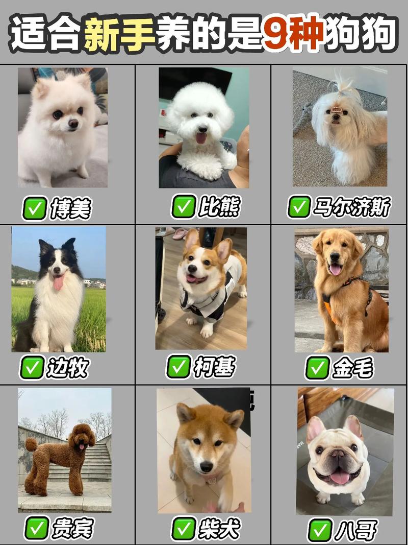 贵宾金毛等各具特色，选犬需考虑！（宠物狗大全及图片）
