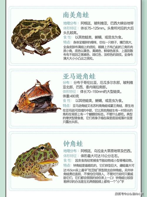 多彩青蛙多奇特，保护它们很重要（青蛙的品种图片带名称）