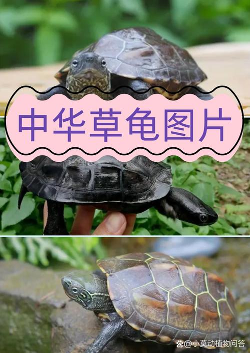 保护野生，支持人工养殖（中国龟品种图片大全）