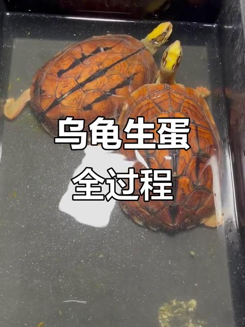 孕妇梦见乌龟生子，生女吉兆！（梦到小乌龟生男孩女孩）