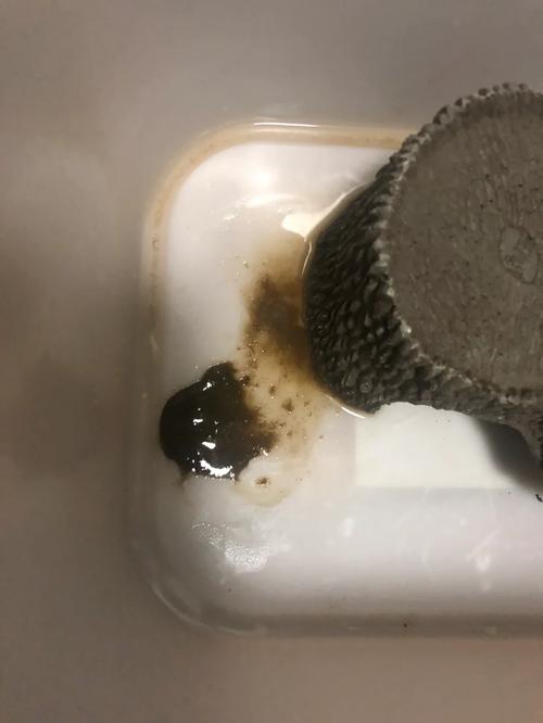 乌龟粪便像小热狗，颜色异常需留意！（乌龟拉屎是什么样子的）