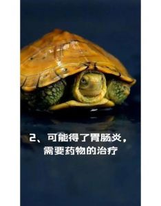 小乌龟不吃食？看看健康温度环境食物（小乌龟为什么不吃龟粮）