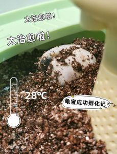 母龟未受精也下蛋正常，判断处理看方法（单养一只母乌龟也会下蛋吗）
