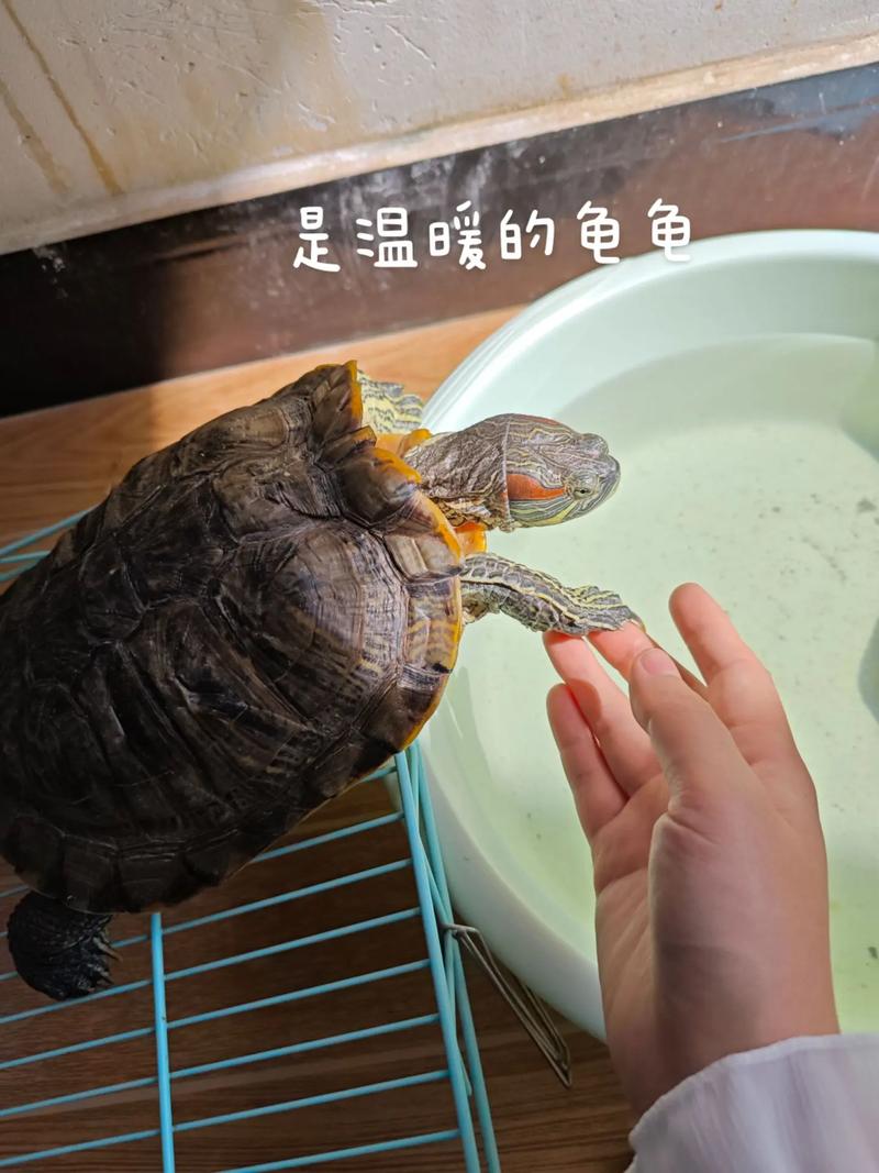 家龟失踪别慌！角落缝隙找，食物引诱法，耐心寻必找回（家里的乌龟不知道跑哪去了怎么找）