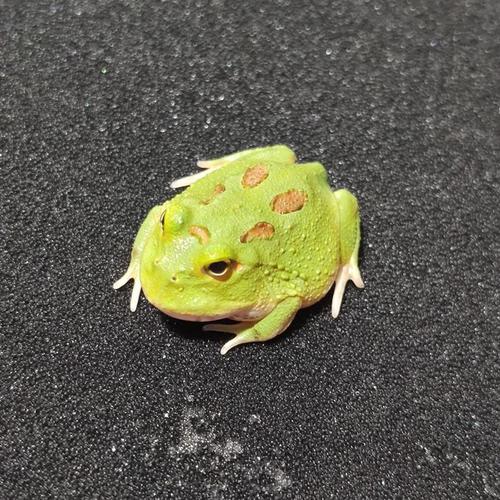 昆嵛林蛙不叫靠气味传情，易危需保护（不会叫的宠物蛙）
