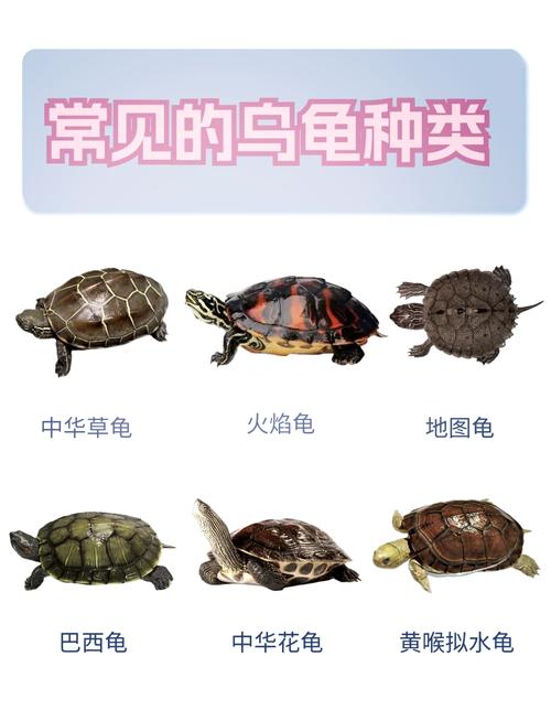乌龟种类与饲养指南（不同种类的乌龟图片）
