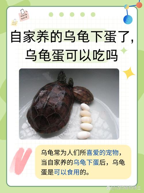 环境水质营养全攻略（蛋龟饲养资料网盘）