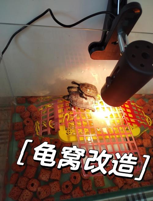 30厘米花龟配70缸，注意空间活动，水质温度光照要跟上（30厘米的花龟70厘米的缸够吗）