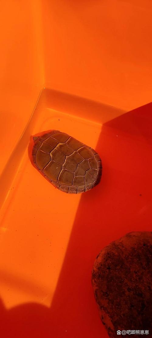 东锦西锦颜值高？环境养龟很关键！（东锦龟和西锦龟哪个长大了好看）