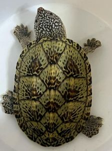 墨西哥蛋龟体长10-20厘米，特殊情况超40厘米（墨西哥蛋龟能长多大）